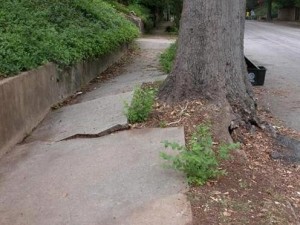 Tree Roots Breaking Sidewalk