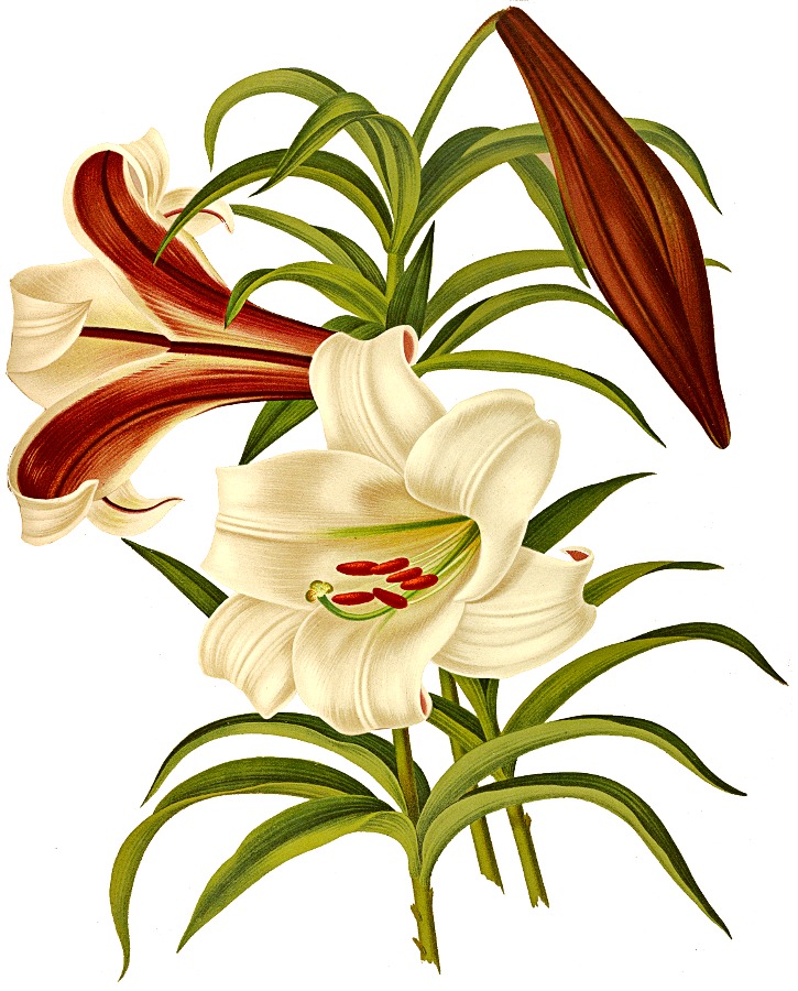 Tattoo Illustration of Lilies for first tatt