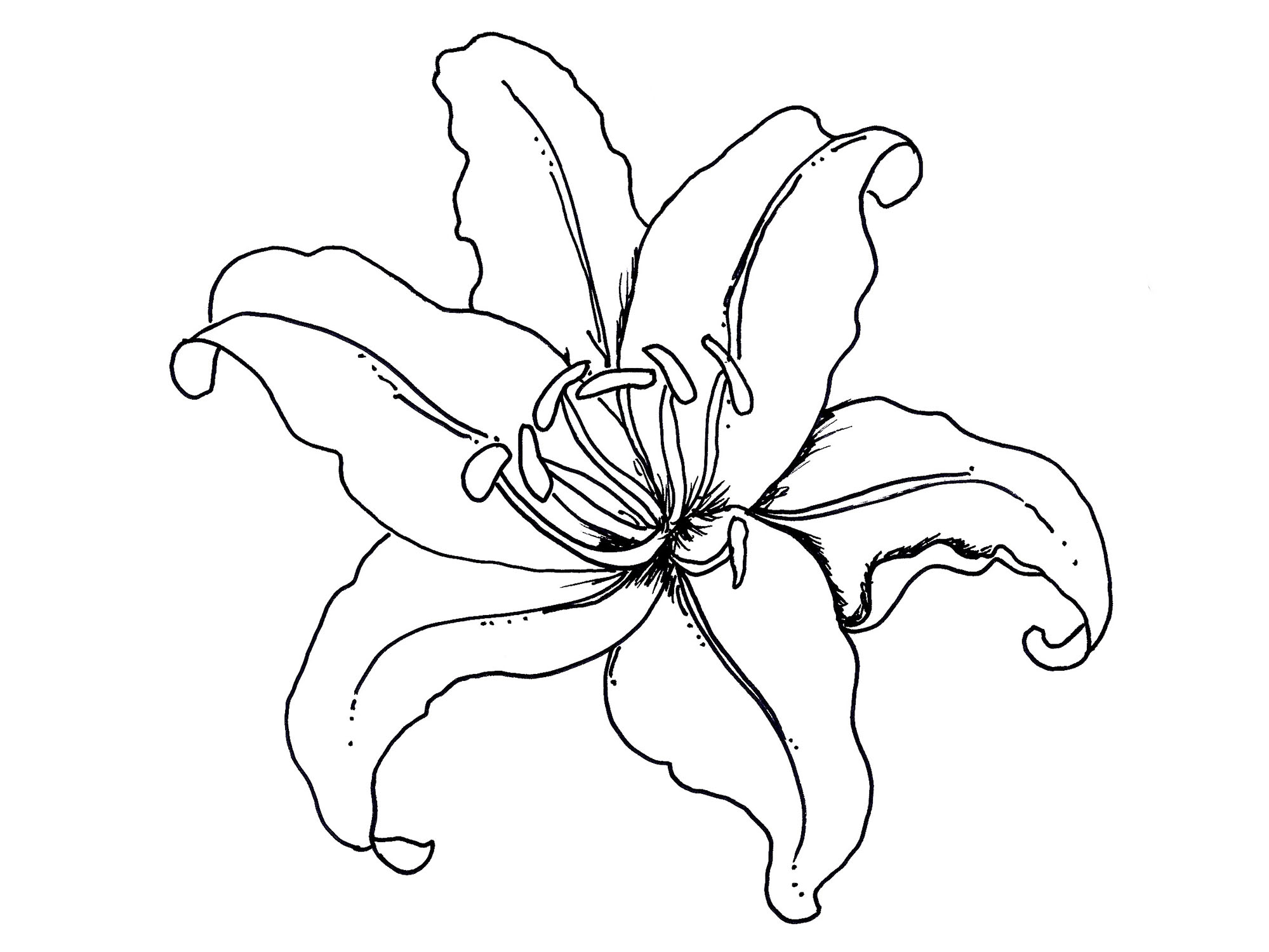 Lily flower outline for second tattoo.