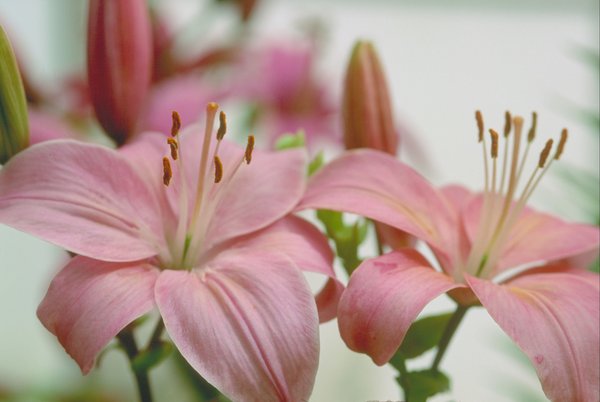 Madonna Lily flower, the photo the first tattoo is based on.